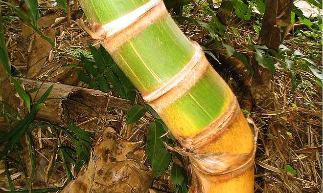 O bambu é heterogêneo