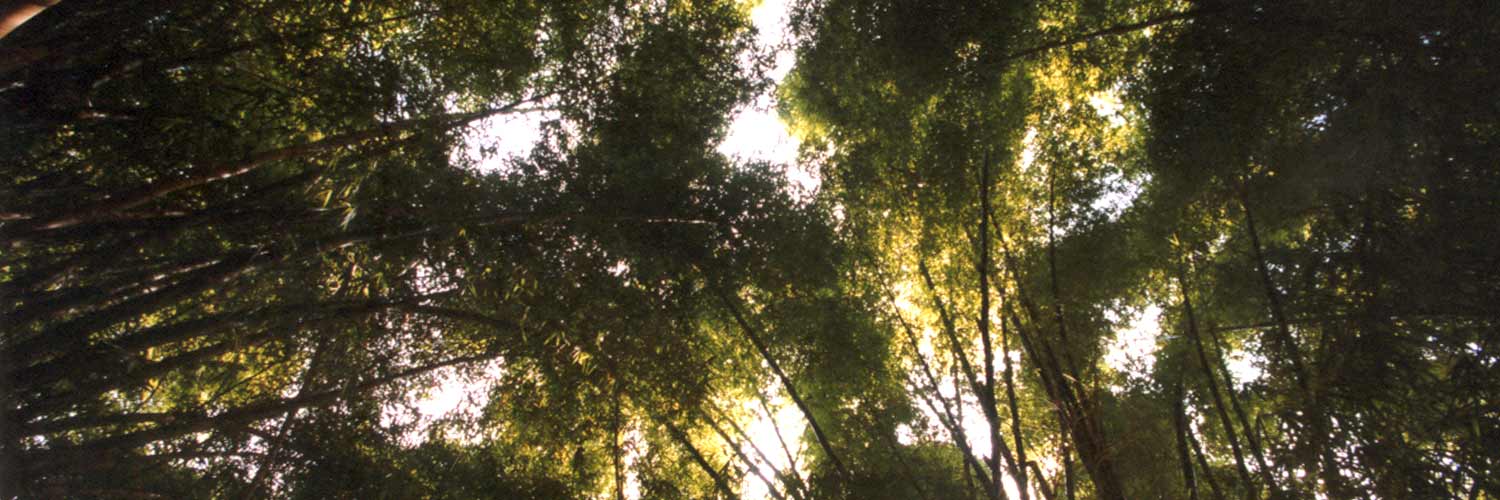 1st Brazilian-German Workshop on Composite Products from Alternative Lignocellulosic Resources